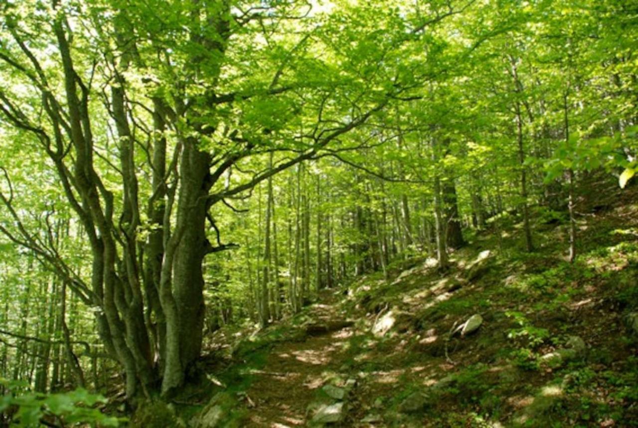 Naturaleza Y Aire Puro En El Pirineo Oriental En Una Bonita Casa Rural De Piedra Prats-de-Mollo-la-Preste Kültér fotó