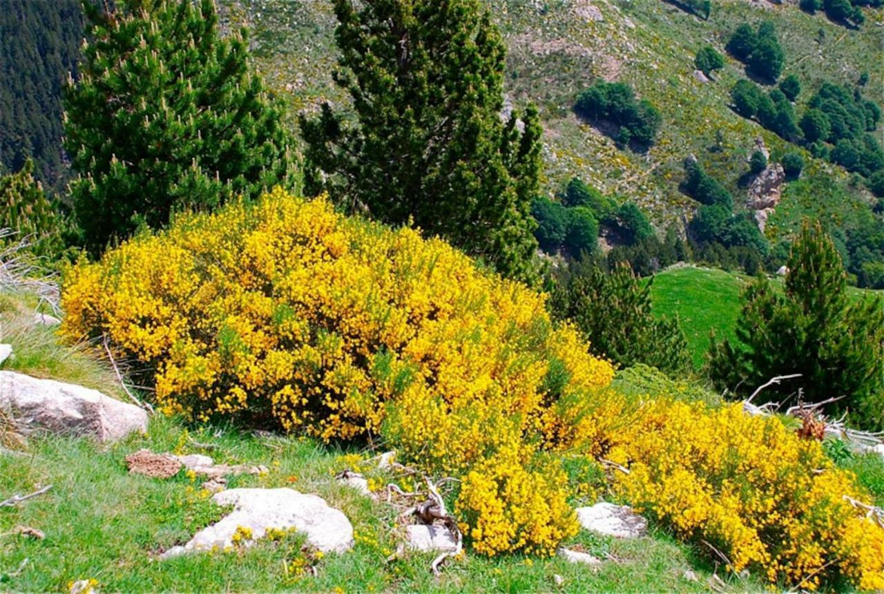 Naturaleza Y Aire Puro En El Pirineo Oriental En Una Bonita Casa Rural De Piedra Prats-de-Mollo-la-Preste Kültér fotó